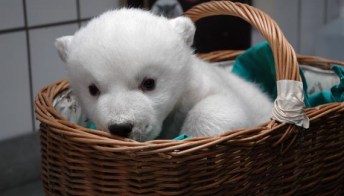 A Stoccarda è nato un orsetto polare