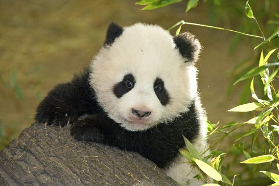 cuccioli di panda