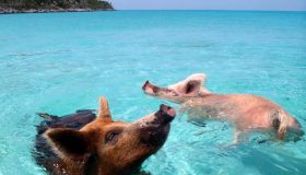 Caraibi: alle Bahamas c’è un’isola abitata dai maiali. Scoprila