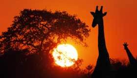 Botswana, un safari nell’anima dell’Africa
