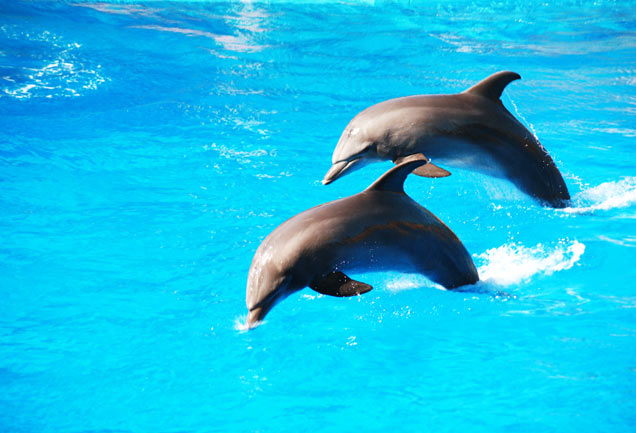 Gardaland suspende los espectáculos con delfines – SiViaggia