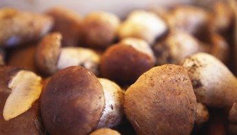 Sagre dei funghi: porcini e prodotti del bosco. Foto-calendario