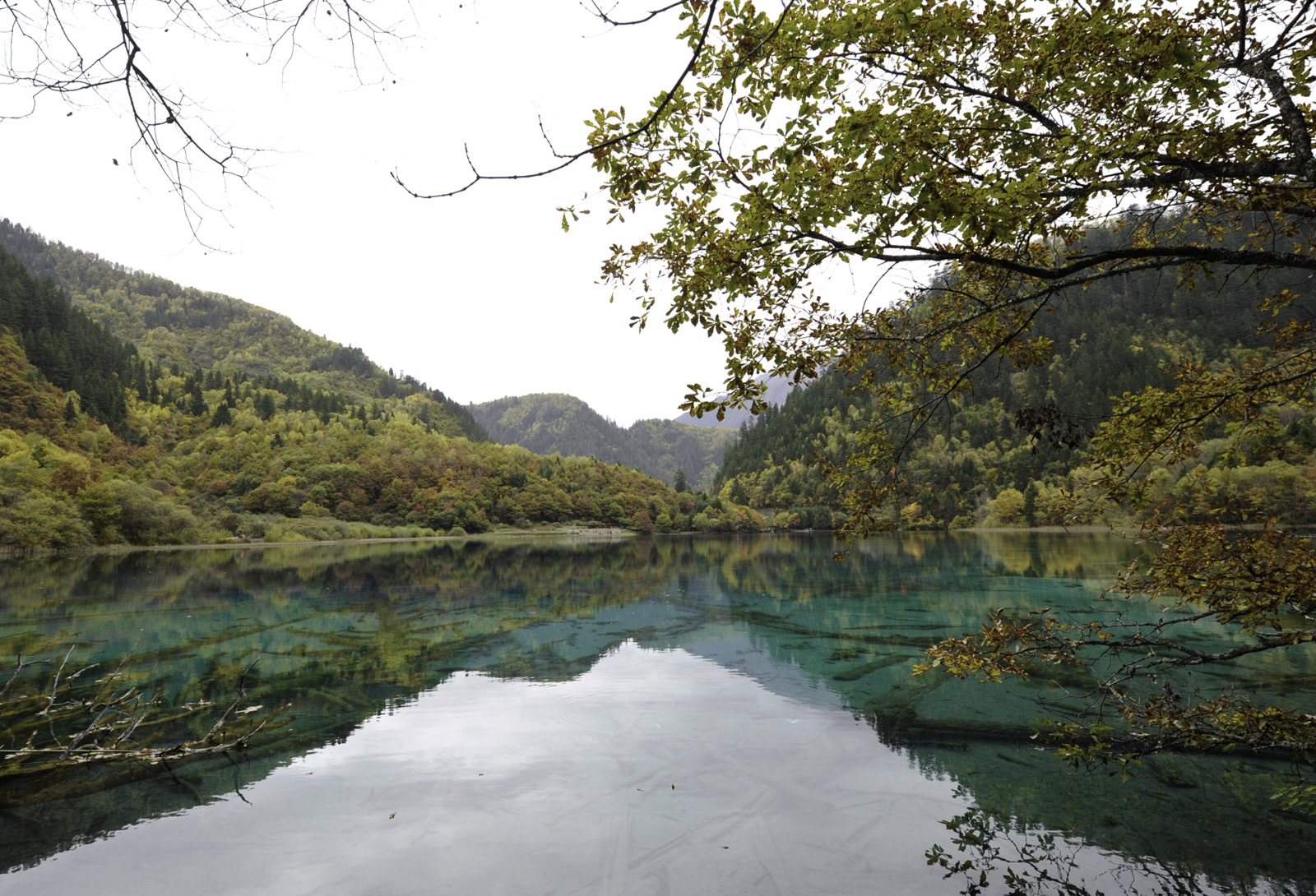 Le Foreste Piu Belle Del Mondo