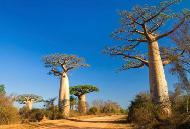 Il Paradiso Del Madagascar Nel Cuore Della Natura Siviaggia