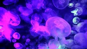 Allarme vacanze: 2013, anno delle meduse