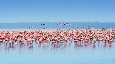 Kenya: il Lago Nakuru è il posto migliore dove ammirare gli animali dell’Africa