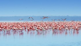 Kenya: il Lago Nakuru è il posto migliore dove ammirare gli animali dell’Africa