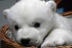 Un orsetto polare allo zoo di Stoccarda