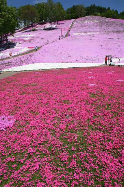 Giappone: un tappeto di fiori rosa per lo Shibazakura Festival