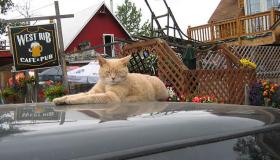 A Talkeetna, cittadina dell’Alaska, dove il sindaco è un gatto