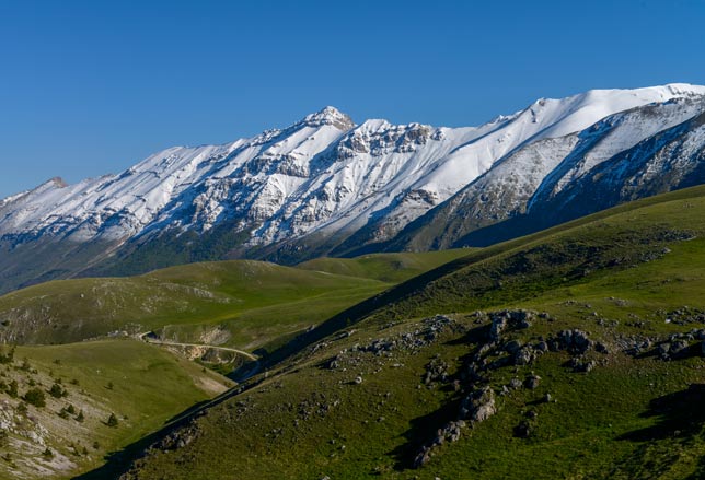 Stella alpina appeninica  Parco Nazionale del Gran Sasso e Monti della Laga