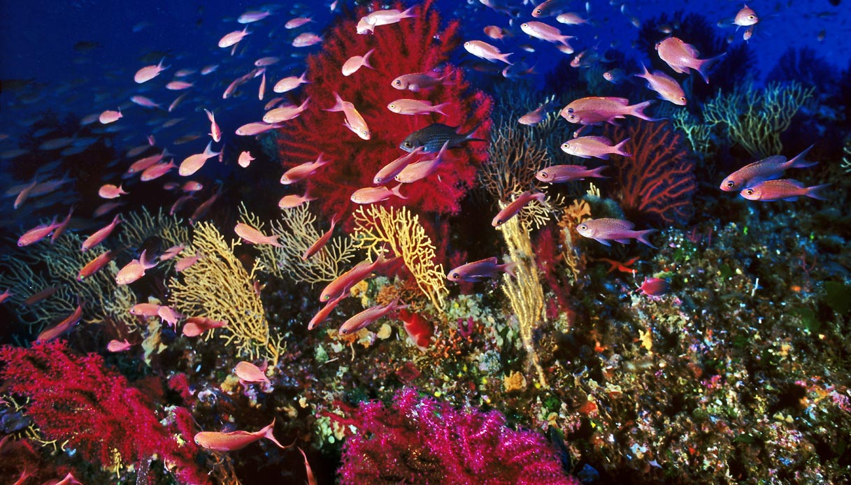 Snorkeling nel Mar dei Caraibi