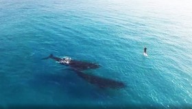 Le balene e il surfista: l’incontro è spettacolare