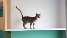 Crazy Cat Café, il bar dei gatti arriva a Milano