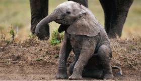 L’elefantino fa il bagnetto ed è una vera gioia