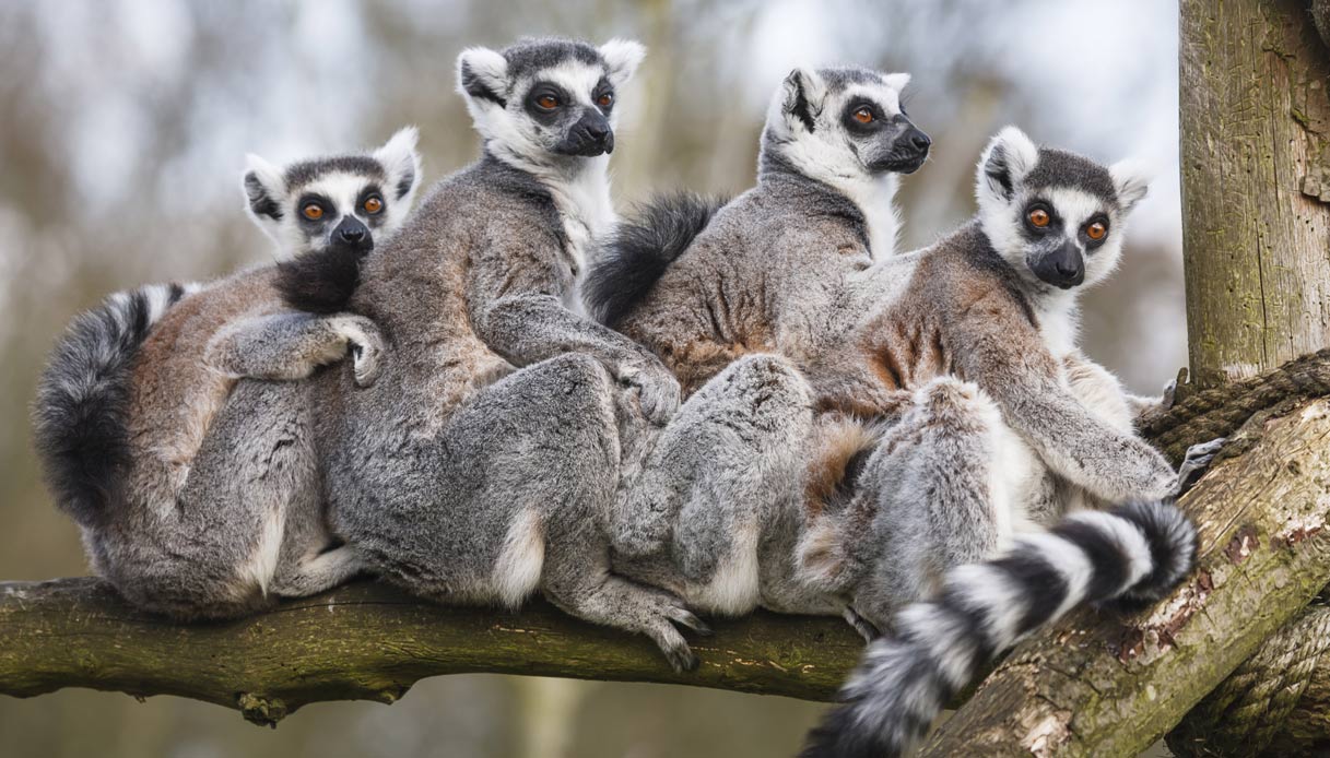 Madagascar, lemuri salvi grazie all’Italia