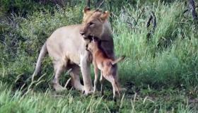 Il leone difende il cucciolo di bufalo dalle fauci di un altro leone