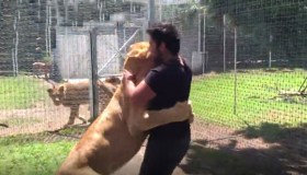 L’abbraccio della leonessa per il padre adottivo è commovente