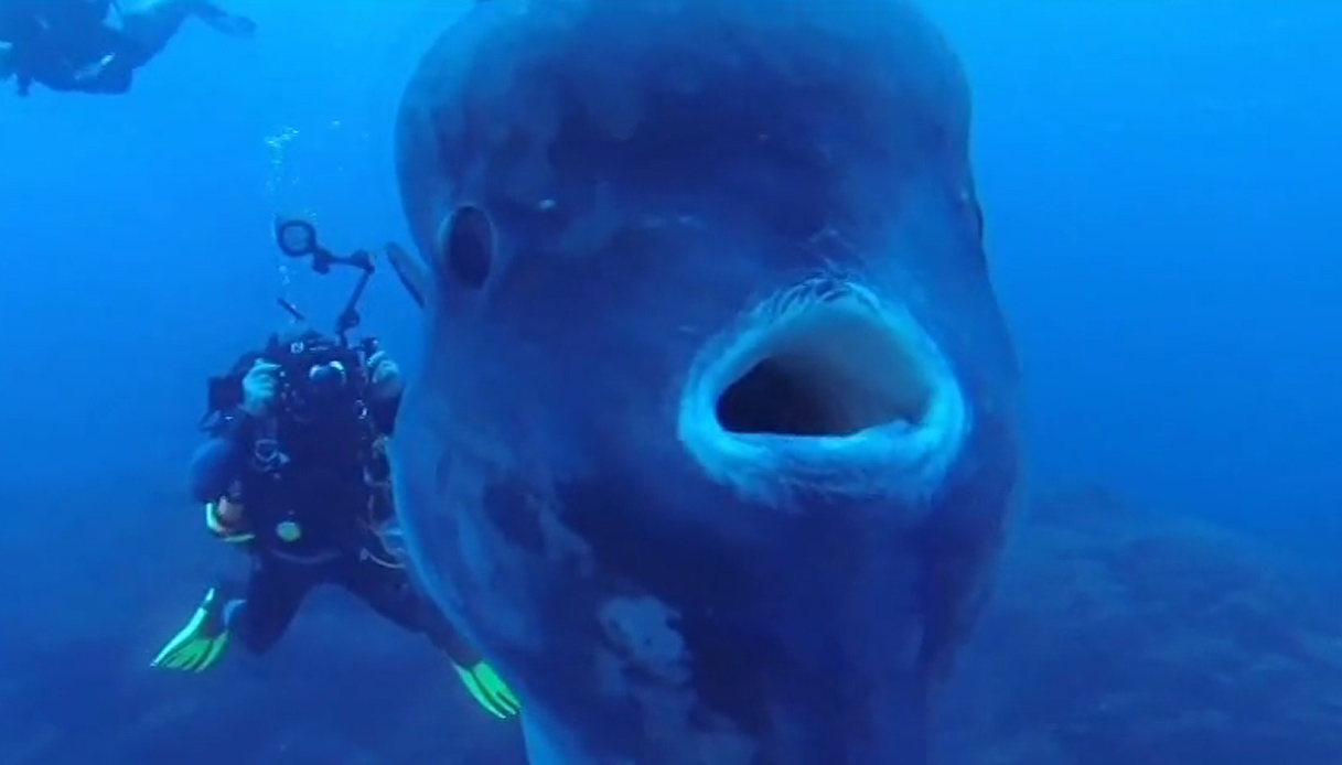 Portogallo, Azzorre: i due sub incontrano un pesce “mostro”