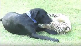 Il cucciolo di tigre è il migliore amico del cane