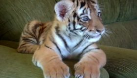 Il tigrotto gioca con il chihuahua