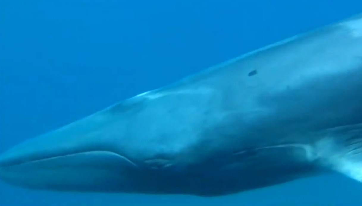 Svelato il mistero, il balenottero Omura esiste