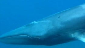 Svelato il mistero, il balenottero Omura esiste