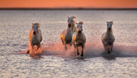 Itinerario in Camargue tra borghi, cavalli e saline