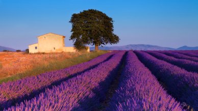 La Provenza e il profumo di lavanda: tra i borghi più tipici