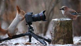Lo scoiattolo fotografo scatta foto degli uccellini