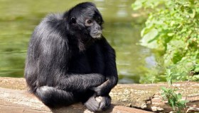 I 5 animali che puoi trovare solo nella Foresta Amazzonica