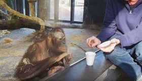 L’orango adora i giochi di prestigio