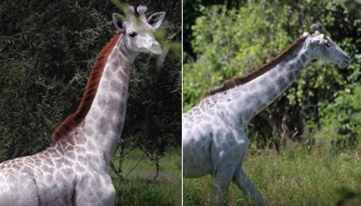 Omo, la giraffa bianca avvistata in Tanzania