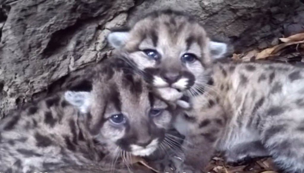 Tenerissimi Cuccioli Di Puma Trovati Vicino A Los Angeles Siviaggia