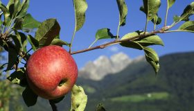 Vacanze in Val di Non con l’iniziativa “Adotta un melo”