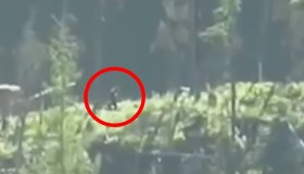 Bigfoot esiste davvero: svelato il mistero della creatura leggendaria