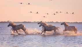 camargue cavalli-2