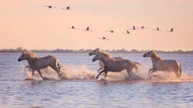 Camargue, tra natura e feste popolari