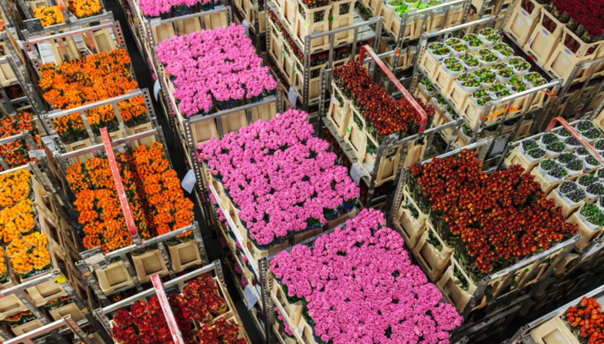 Mercato dei fiori in Olanda, dove conviene comprare fiori e tulipani ad Amsterdam