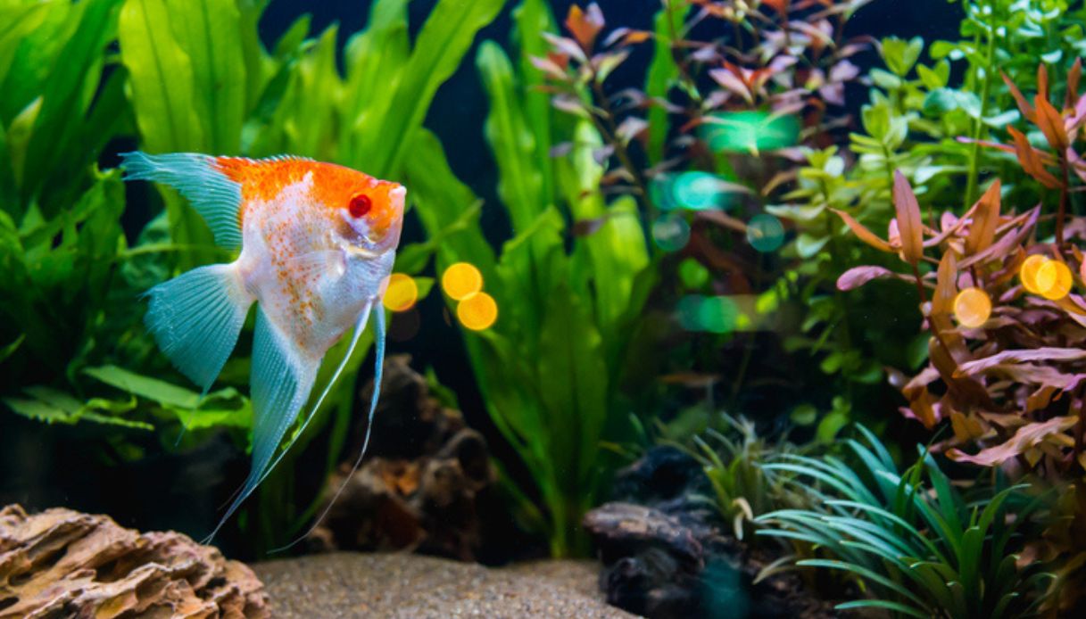 Pesce esotico arancione e bianco in un acquario in cui è stato ricreato il suo habitat naturale