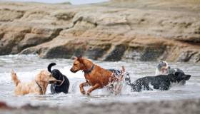 Doggy beach, la nuova spiaggia per cani