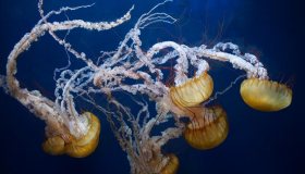 Allarme: è invasione di meduse nel Mediterraneo