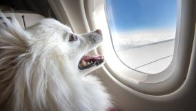 Cane in aereo