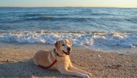 Spiagge per cani (dog friendly) a Orbetello