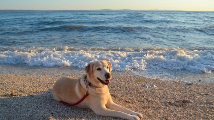 Spiagge per cani (dog friendly) a Orbetello