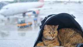 aereo gatto