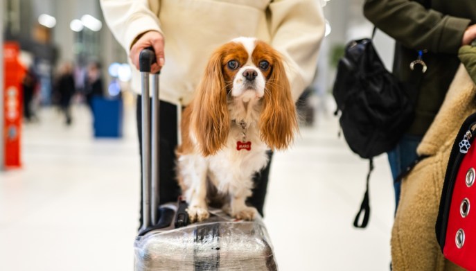 Cane aeroporto