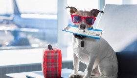 Volare e trasportare animali: regole e costi British Airways