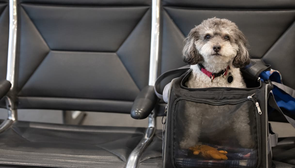 Cane, trasportino, aereo