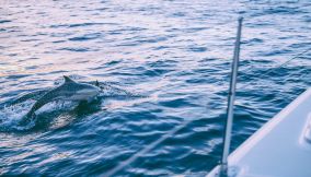 delfini barca